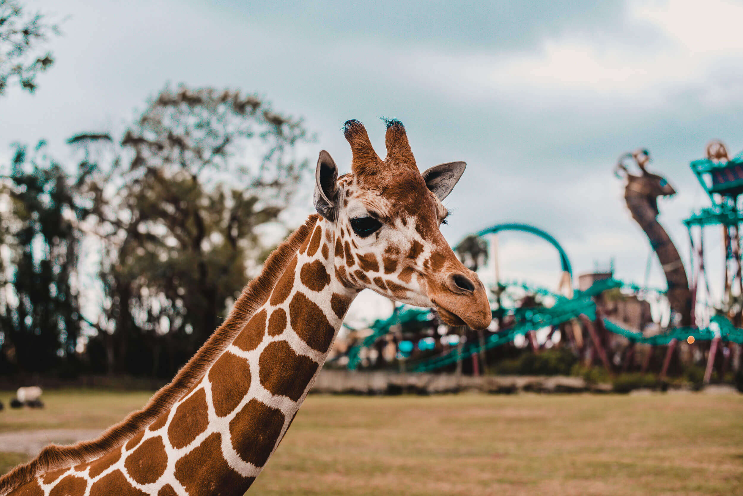 A close up of a giraffe